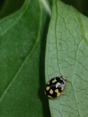 Propylea quatuordecimpunctata