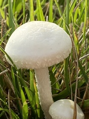 Agrocybe