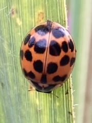 Harmonia axyridis