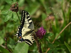 Papilio machaon
