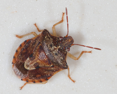 Dendrocoris humeralis