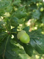 Quercus robur