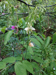Lathyrus gmelinii