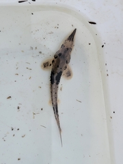 Acipenser fulvescens