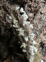 Arcyria cinerea