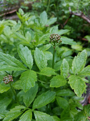 Cardamine macrophylla