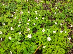 Anemonoides nemorosa