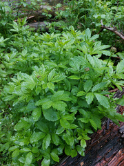 Cardamine macrophylla