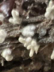 Arcyria cinerea