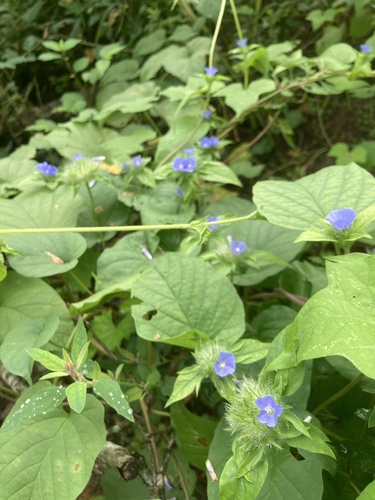Jacquemontia tamnifolia iNat (1)