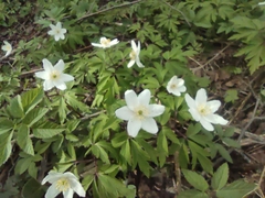 Anemonoides nemorosa