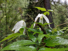Clematis alpina sibirica