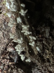 Arcyria cinerea
