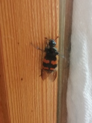 Nicrophorus vespillo