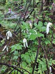 Clematis alpina sibirica