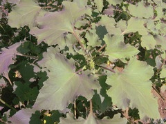 Xanthium orientale riparium