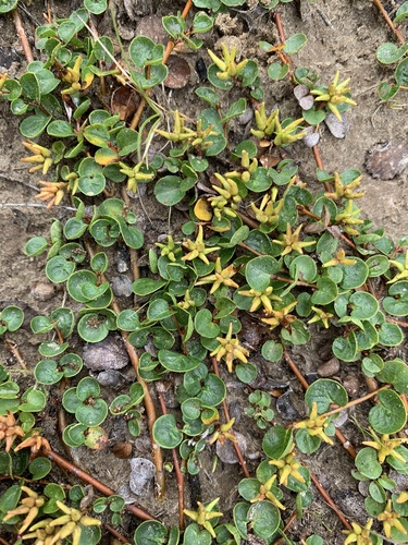 Coin-leaf willow (Salix nummularia)
