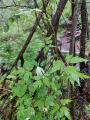 Clematis alpina sibirica