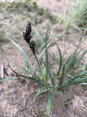 Carex bigelowii arctisibirica