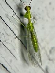 Zeugomantispa minuta