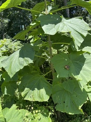 Paulownia