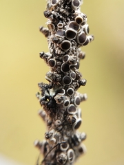 Rinodina