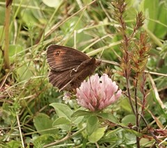 Erebia