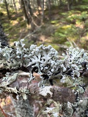 Hypogymnia physodes