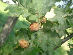 Andricus foecundatrix