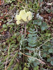 Oxytropis sordida
