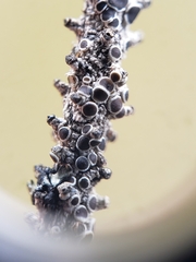 Rinodina