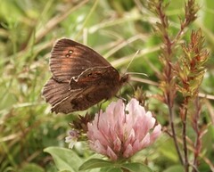 Erebia