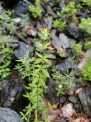 Cruciata glabra krylovii