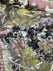 Hypogymnia physodes
