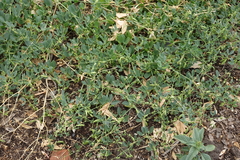 Zygophyllum fabago