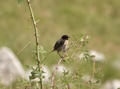 Saxicola rubicola