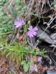 Primula cortusoides
