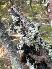 Hypogymnia physodes