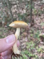 Retiboletus ornatipes