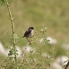 Saxicola rubicola