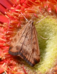 Pyrausta subsequalis