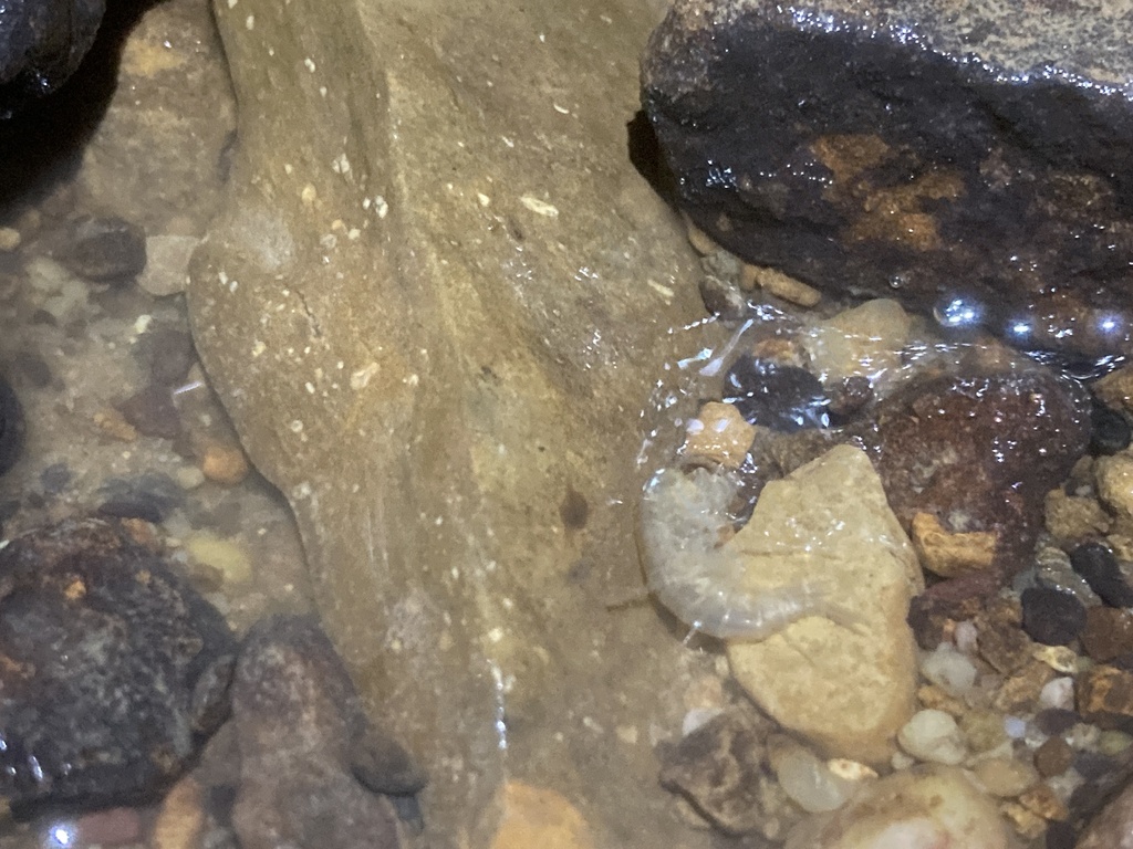 Gammarus troglophilus