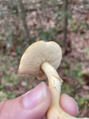 Retiboletus ornatipes