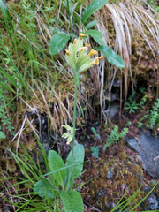 Primula veris macrocalyx