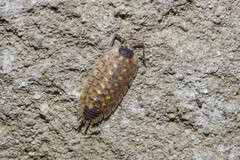 Porcellio spinicornis