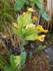 Primula veris macrocalyx