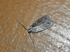 Agonopterix heracliana