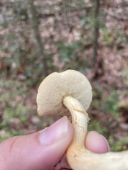 Retiboletus ornatipes