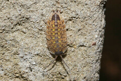 Porcellio spinicornis