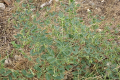 Zygophyllum fabago